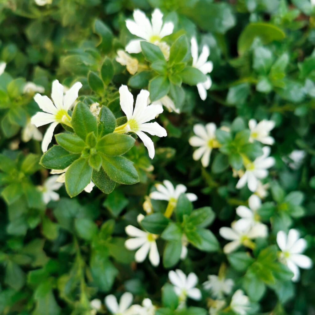 saisonale und regionale pflanzen