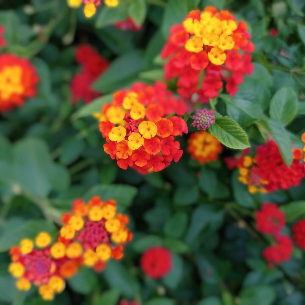 saisonale und regionale pflanzen 12