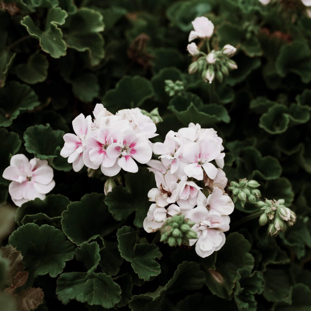 saisonale und regionale pflanzen 13