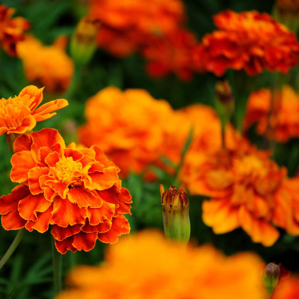 saisonale und regionale pflanzen 16