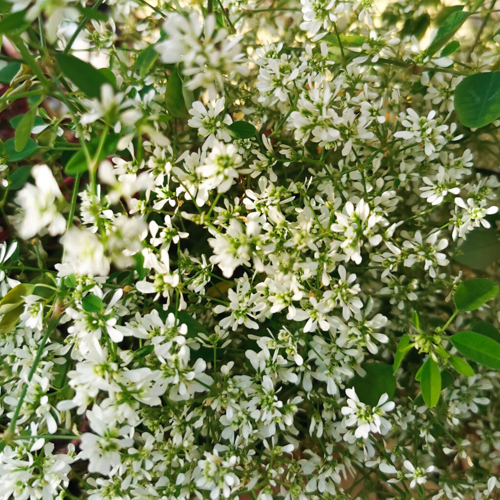 saisonale und regionale pflanzen 2