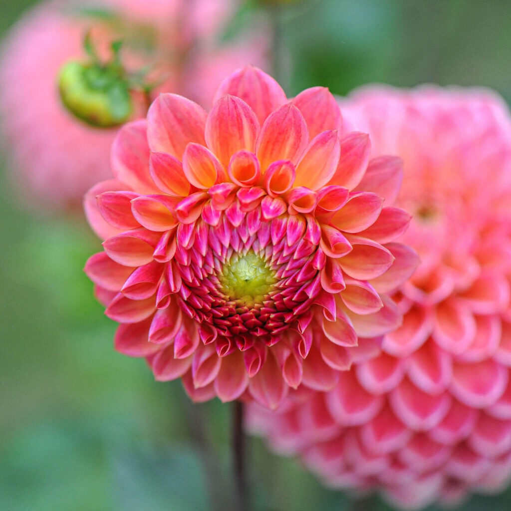 saisonale und regionale pflanzen 9